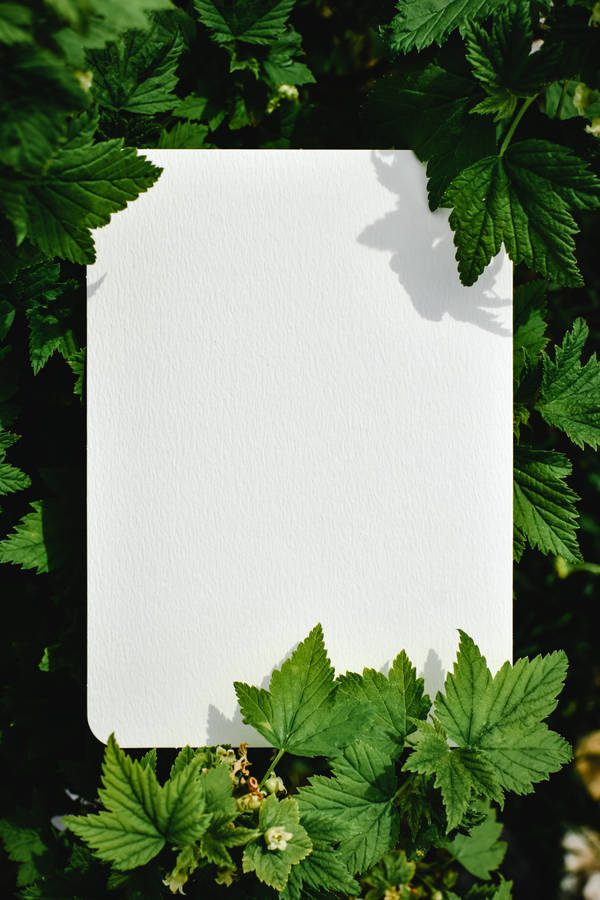 Blank Paper Foliage Wallpaper