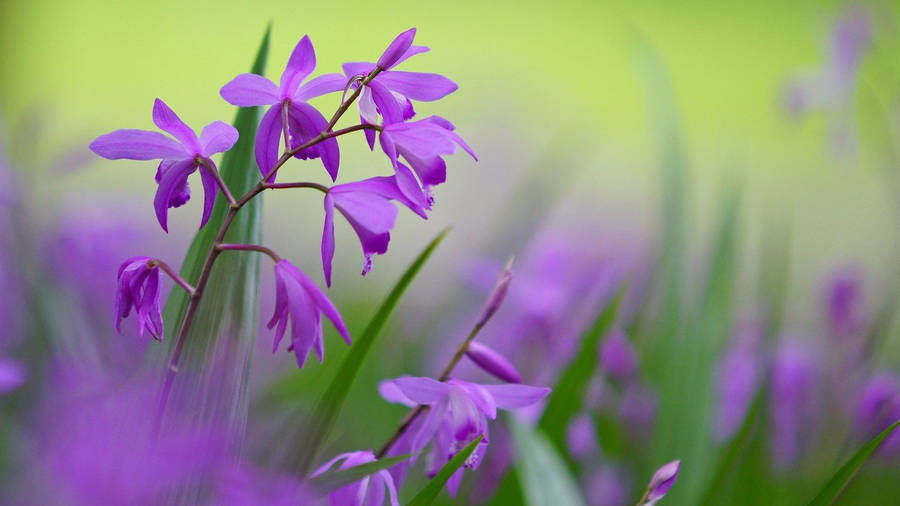 Bletilla Plants With Purple Flowers Wallpaper