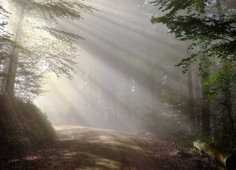 Blinding Sunlight In The Woods Wallpaper