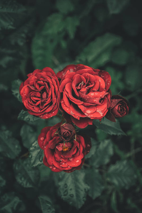 Blood-red Rose Flowers Wallpaper