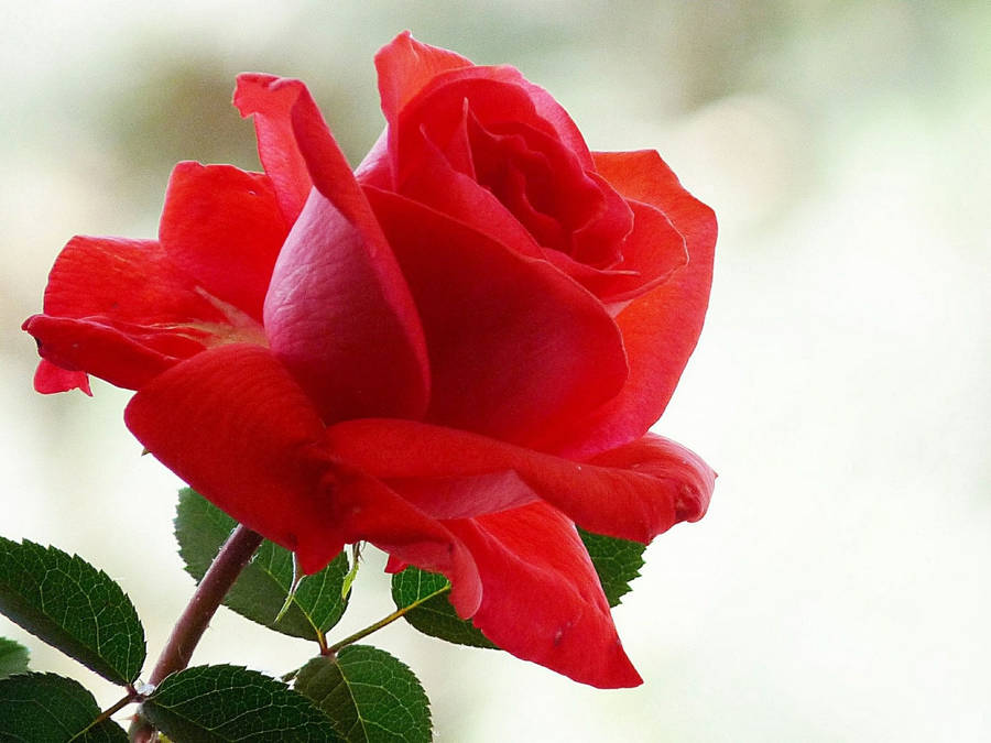 Bloomed Roses Desktop Wallpaper