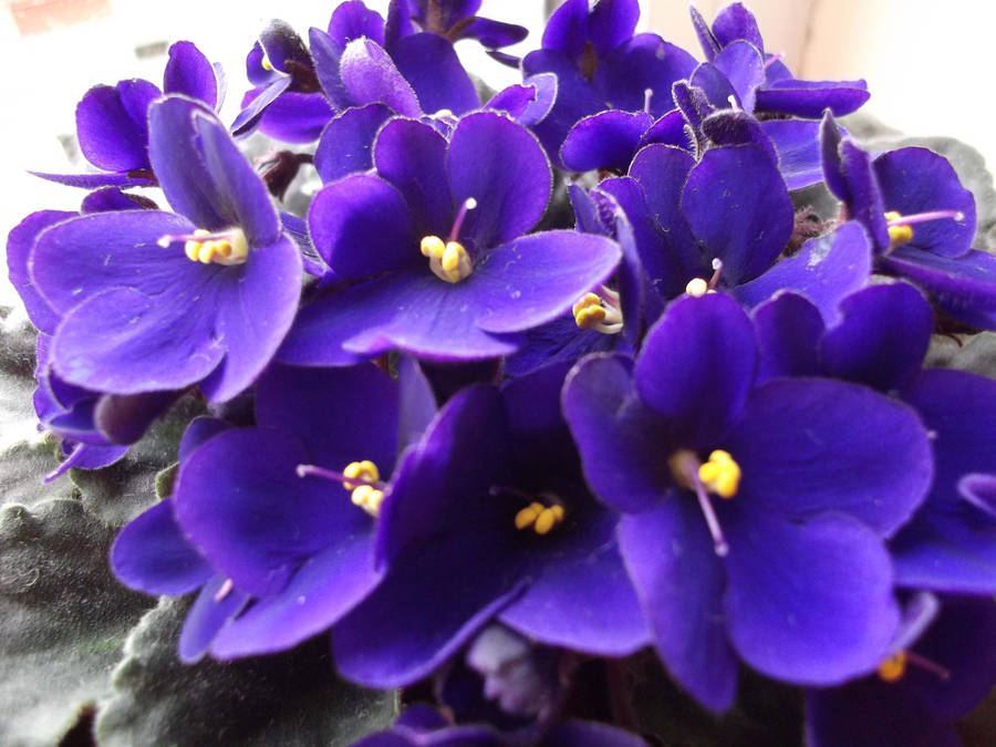 Blooming Big Purple Pansies Wallpaper