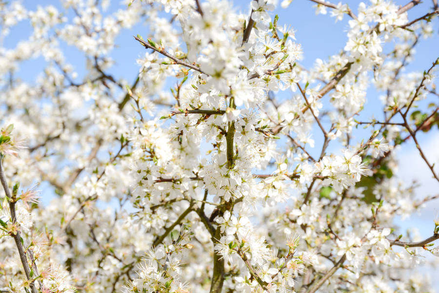 Blooming Blossoms Blue And White Wallpaper