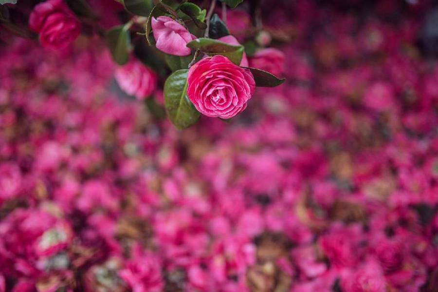 Blooming Camellia Sasanqua In Full Glory Wallpaper