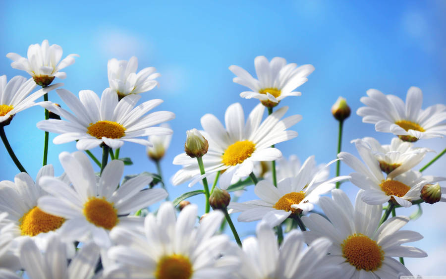 Blooming Daisies 4k Wallpaper