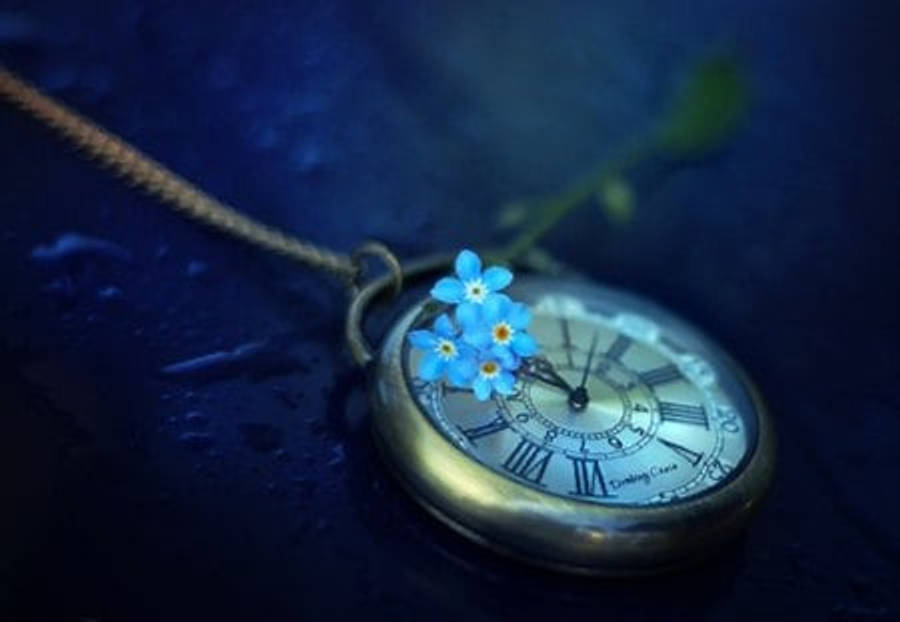 Blooming Forget Me Not Flowers Wallpaper