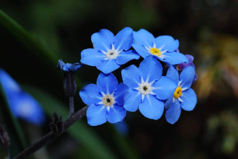 Blooming Forget-me-nots - A Majestic Blend Of Blue And Yellow Wallpaper