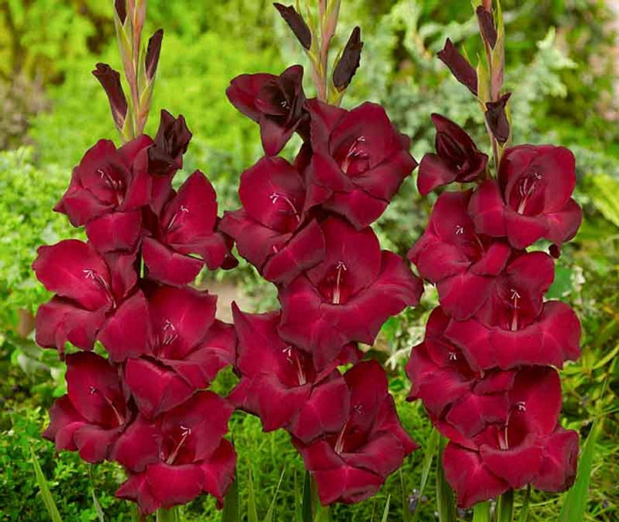 Blooming Gladiolus In Vibrant Colors Wallpaper