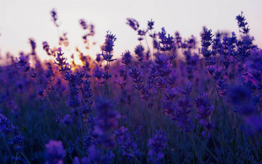 Blooming Lavender Purple Flowers Sunset Wallpaper