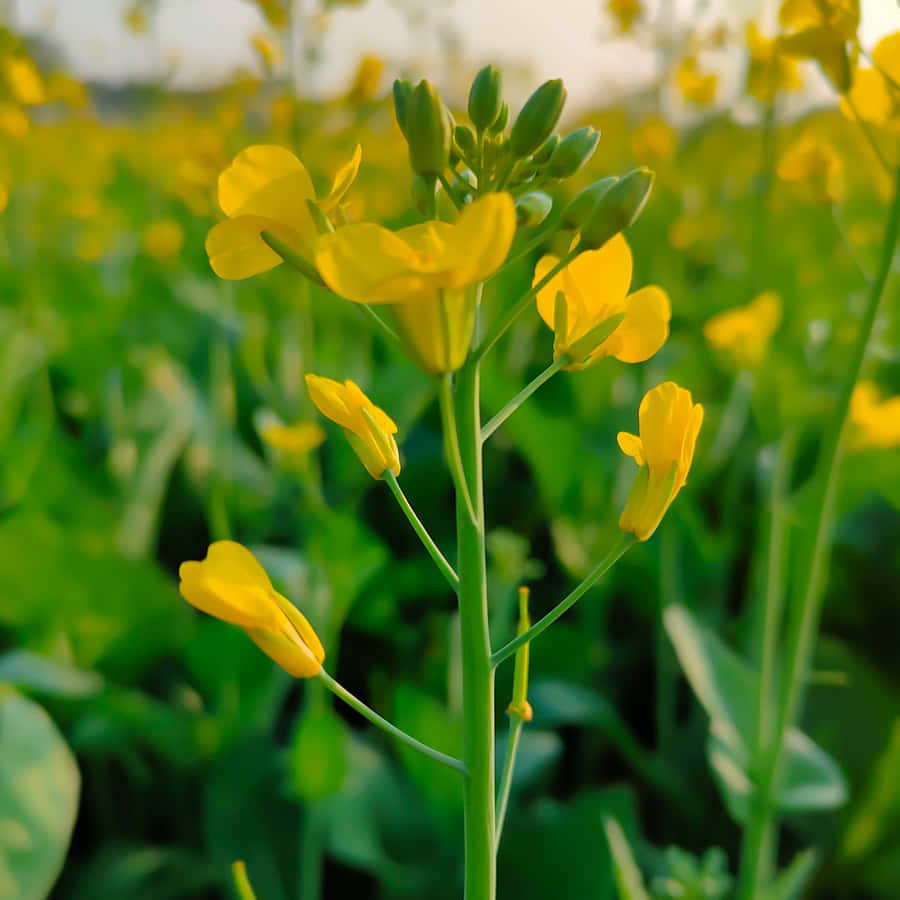 Blooming Mustard Field Sunset Wallpaper