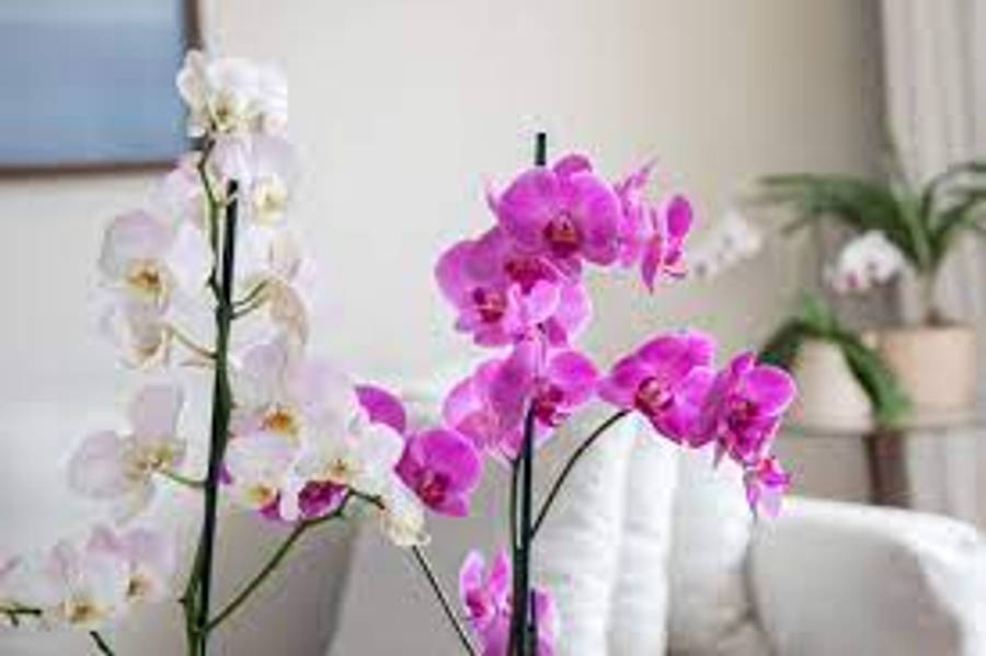 Blooming Orchid Flower In Indoor Setting Wallpaper