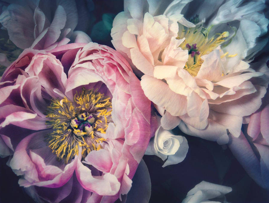 Blooming Peony Flowers Against A Dark Backdrop Wallpaper