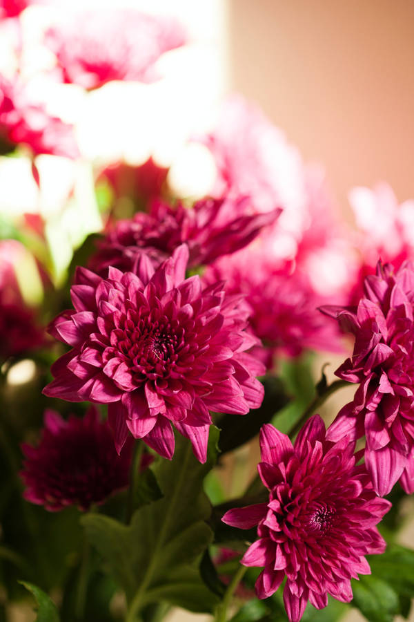 Blooming Pink Chrysanthemum Flowers Wallpaper