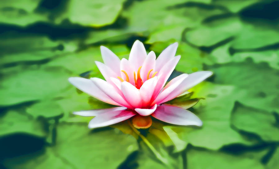 Blooming Pink Lotus Flower At Its Zenith Wallpaper