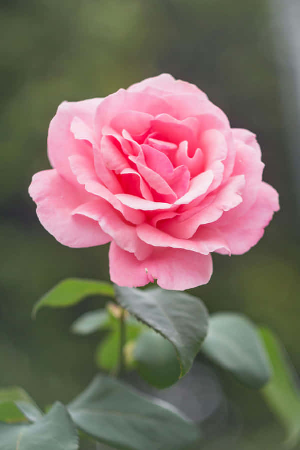 Blooming Pink Rose H D Wallpaper