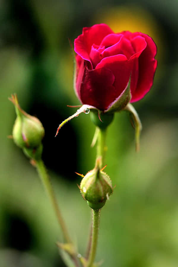 Blooming Red Rosewith Buds.jpg Wallpaper