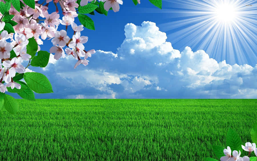 Blooming Rice Field Sunny Day Wallpaper