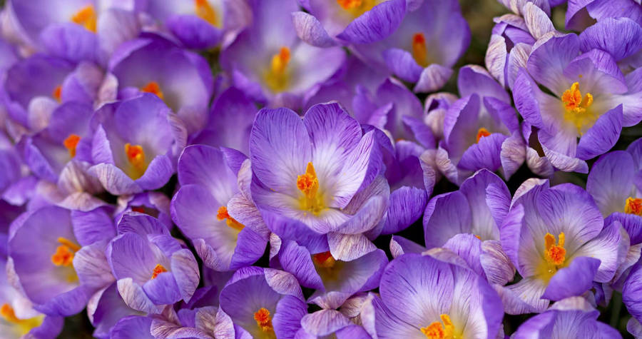 Blooming Saffron Crocus Wallpaper