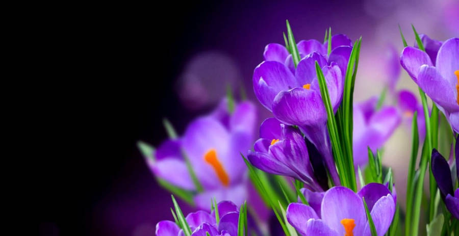 Blooming Saffron Crocus Flowers Wallpaper