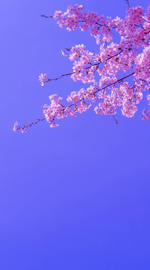 Blooming Sakura Purple Sky Wallpaper