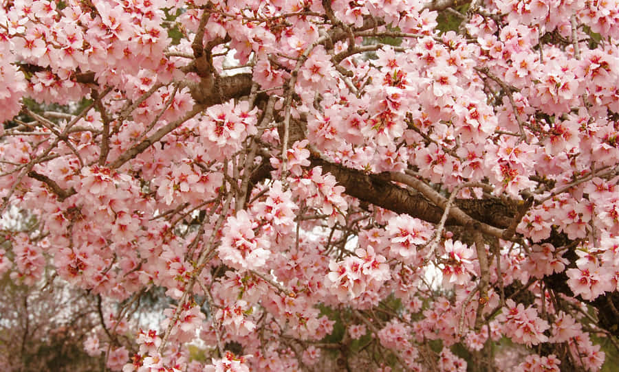 Blooming Sakura Tree Branches Wallpaper