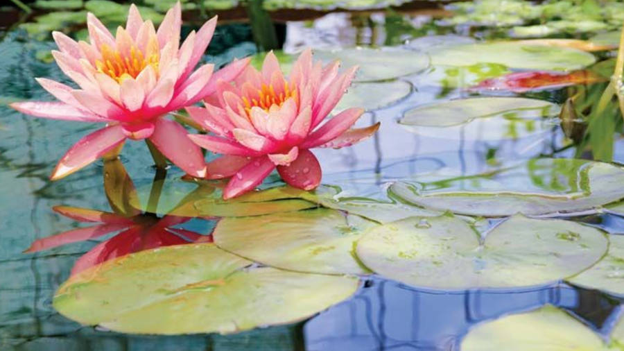 Blooming Starburst Water Lilies Wallpaper