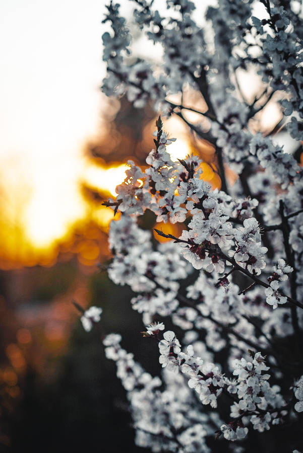 Blooming White Sakura Sunset Wallpaper