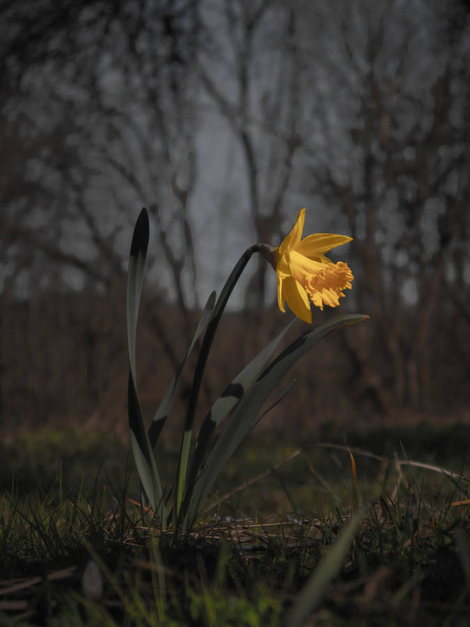 Blooming Yellow Daffodil Flower At Dusk Wallpaper