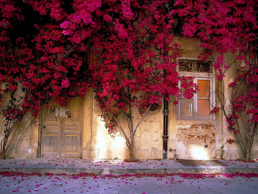 Blossoming Bougainvillea Adorning An Old Wooden Door Wallpaper