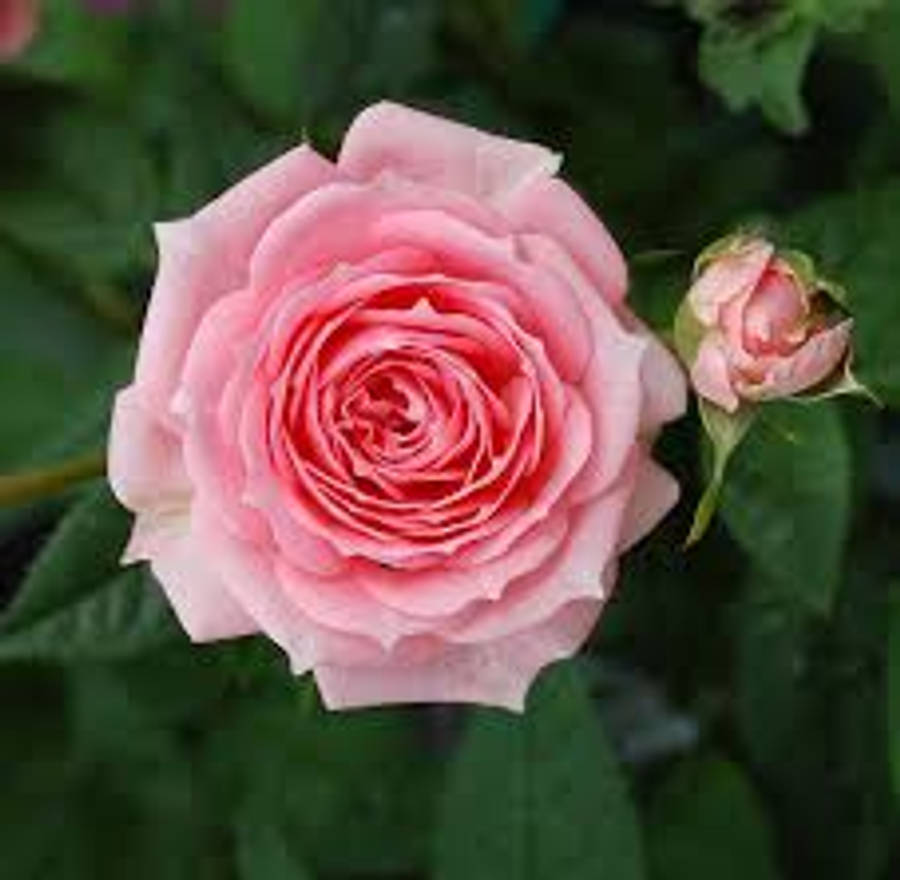 Blossoming Pink Rose In Full Glory Wallpaper