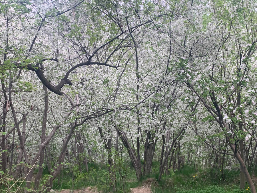 Blossoms In Kabul Wallpaper