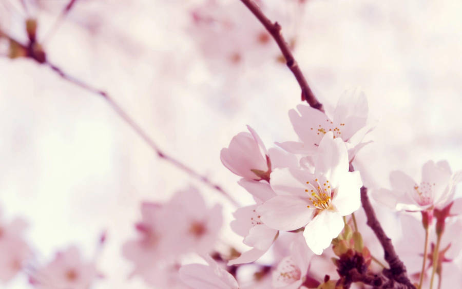 Blossoms Light Pink Flower Wallpaper