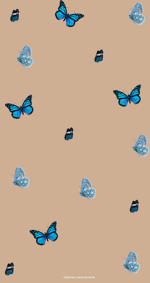 Blue And Beige Butterfly Aesthetic Wallpaper