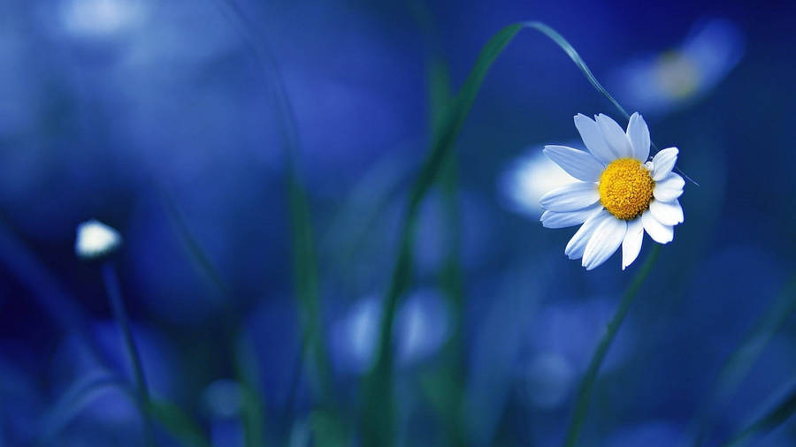 Blue Backgound Of Daisy Flower Pc Wallpaper