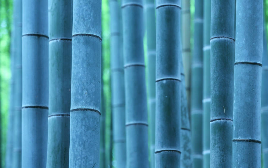 Blue Bamboo Poles Wallpaper