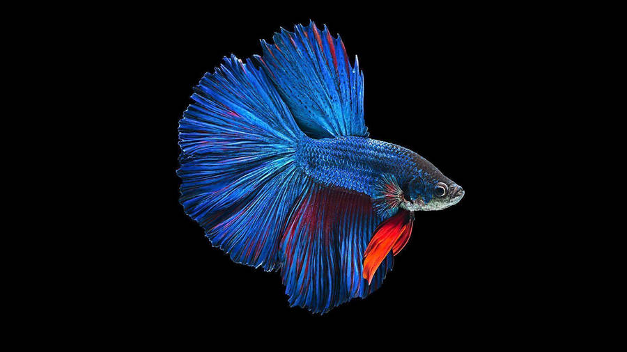 Blue Betta Fish Wallpaper