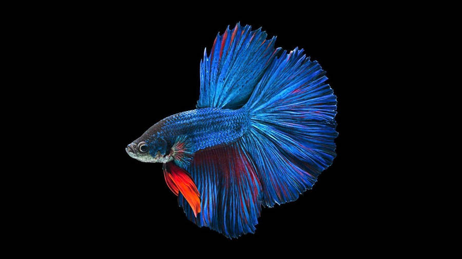 Blue Betta Fish Wallpaper