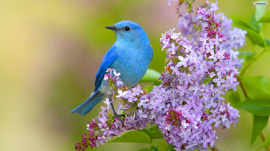 Blue Bird On Purple Flowers Wallpaper