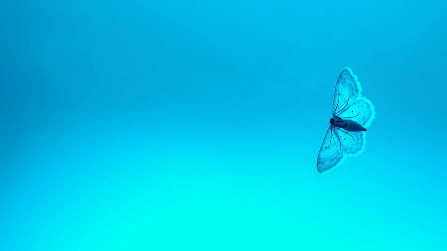 Blue Butterfly Aesthetic Art Wallpaper