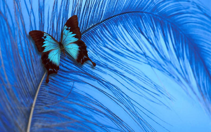 Blue Butterfly Aesthetic On Feather Wallpaper