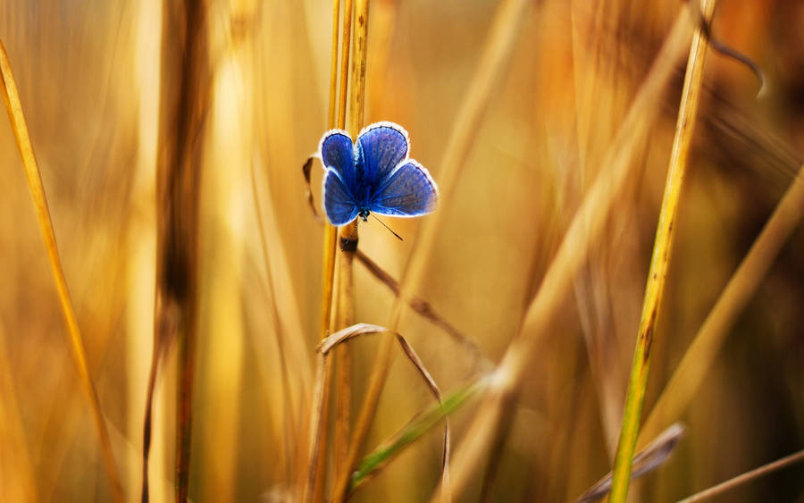 Blue Butterfly Brown Grass Wallpaper