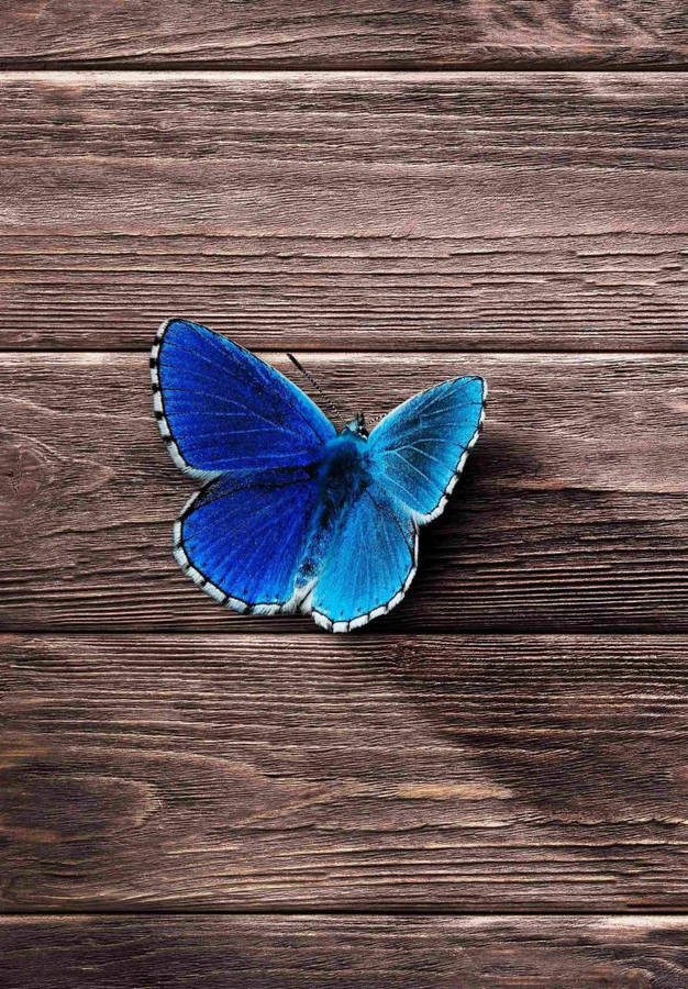 Blue Butterfly Ipad 2021 Wallpaper