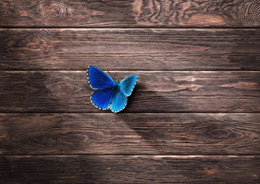 Blue Butterfly Wood Wallpaper