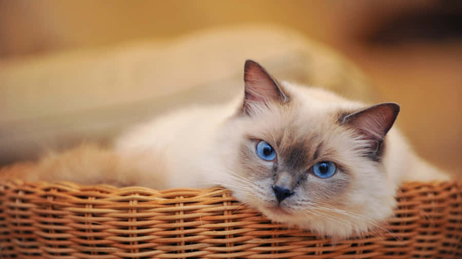 Blue Eyed Catin Basket.jpg Wallpaper