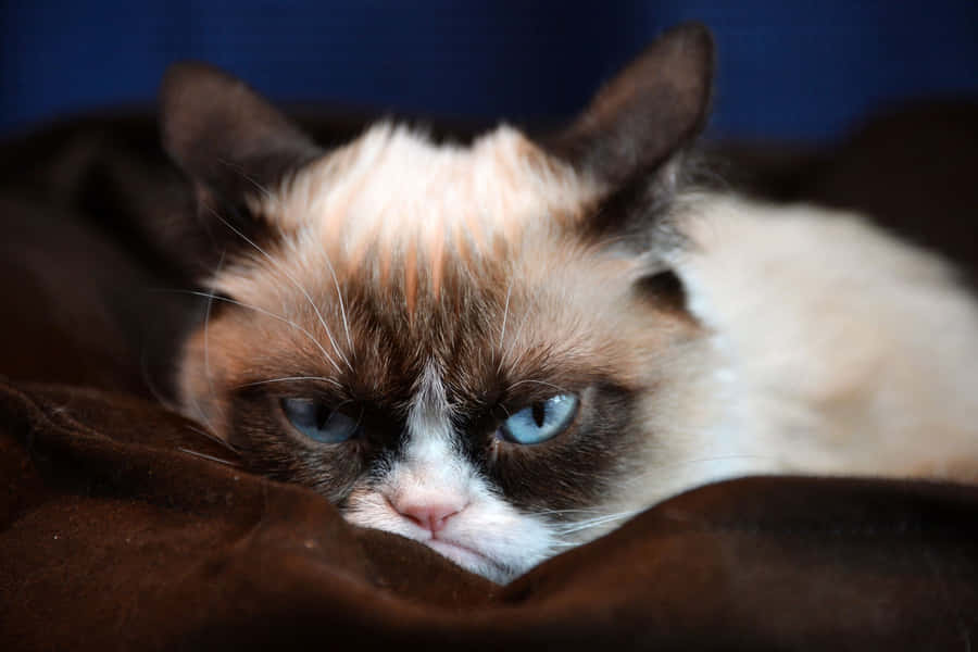 Blue Eyed Grumpy Cat Resting Wallpaper