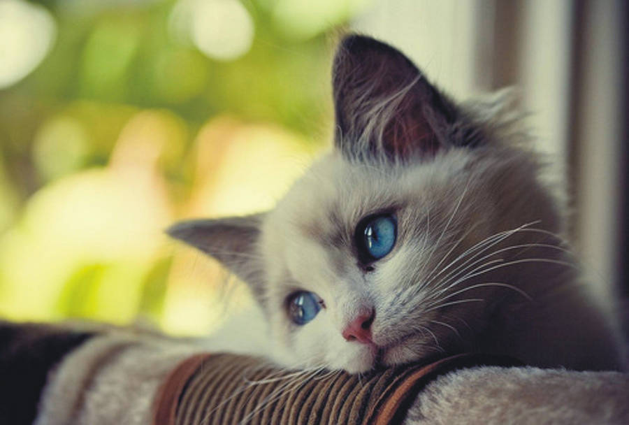 Blue-eyed Kitten On A Couch Wallpaper