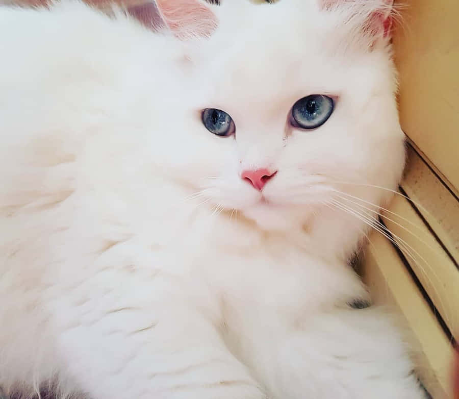 Blue Eyed White Cat Wallpaper