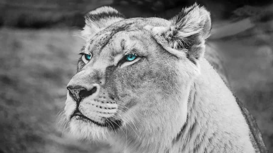 Blue Eyes Black And White Lion Wallpaper