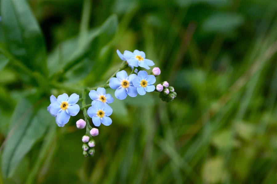 Blue Forget Me Not Beautiful Flower Wallpaper