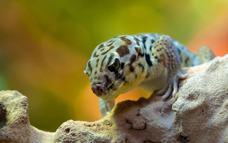 Blue Gecko On White Stone Wallpaper